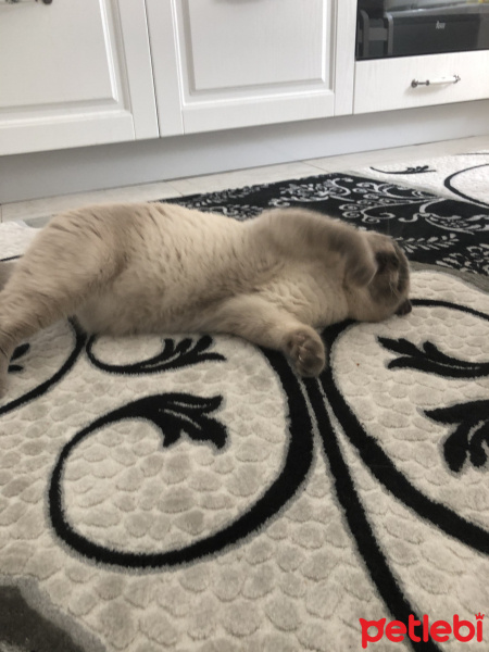 Scottish Fold, Kedi  Minyak bulutut fotoğrafı