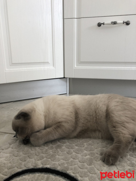 Scottish Fold, Kedi  Minyak bulutut fotoğrafı