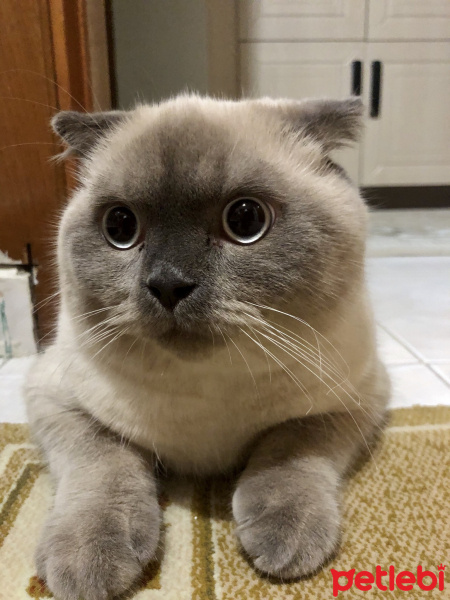 Scottish Fold, Kedi  Minyak bulutut fotoğrafı