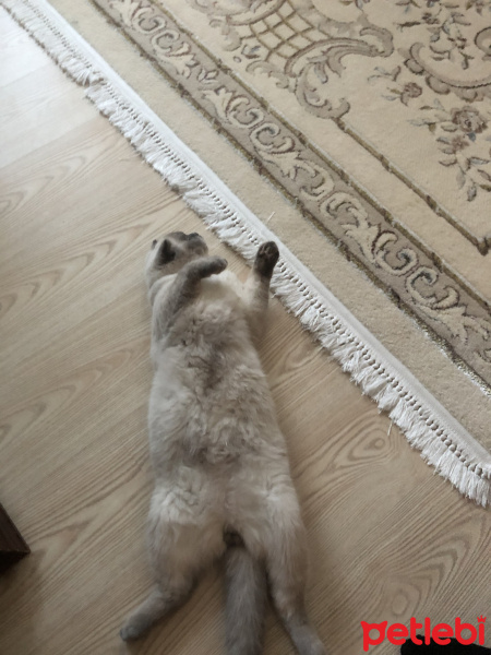 Scottish Fold, Kedi  Minyak bulutut fotoğrafı