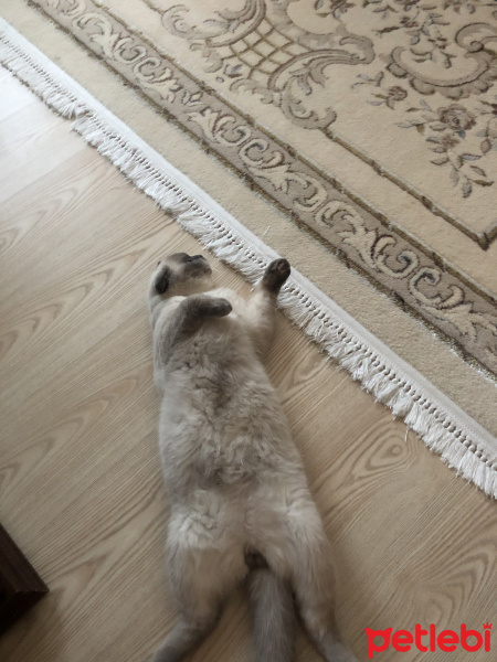 Scottish Fold, Kedi  Minyak bulutut fotoğrafı