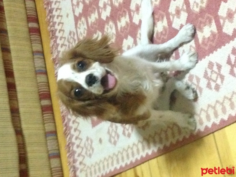 Cavalier King Charles Spanieli, Köpek  Disko fotoğrafı