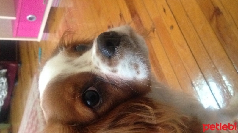 Cavalier King Charles Spanieli, Köpek  Disko fotoğrafı