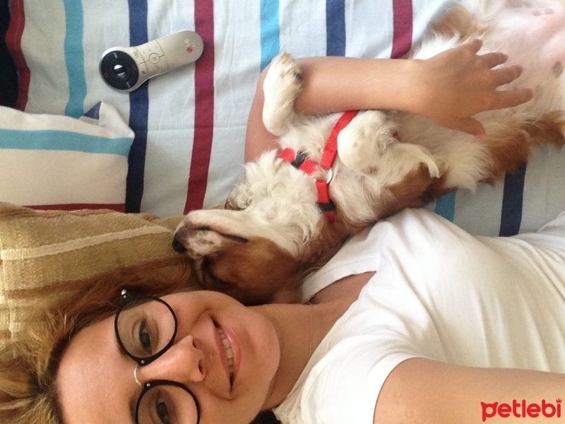 Cavalier King Charles Spanieli, Köpek  Disko fotoğrafı