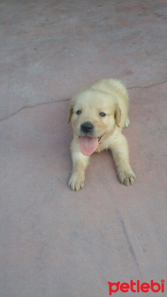 Golden Retriever, Köpek  Lucky fotoğrafı