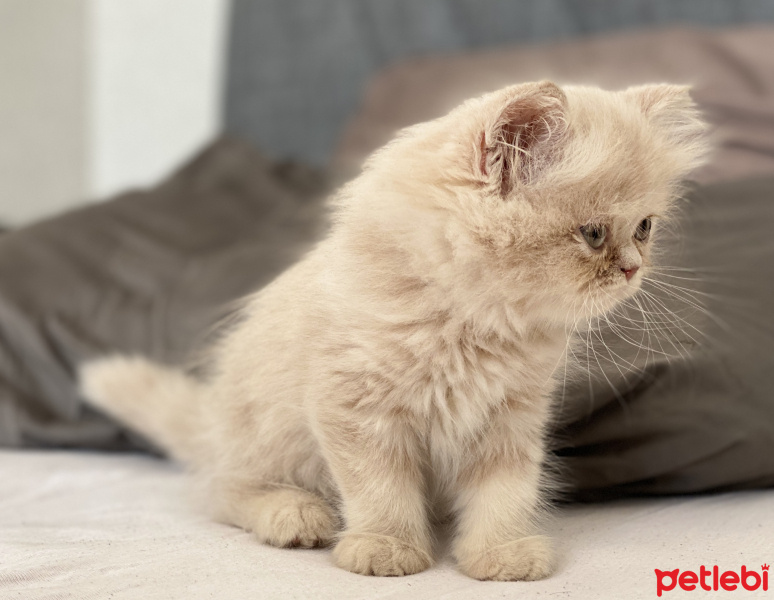 İran Kedisi (Persian), Kedi  Mika fotoğrafı