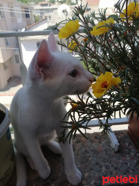 Ankara Kedisi, Kedi  Sakız fotoğrafı