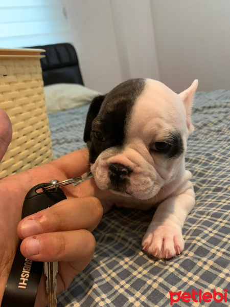 Fransız Bulldog, Köpek  Bebe fotoğrafı