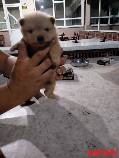 Pomeranyalı, Köpek  Fox fotoğrafı