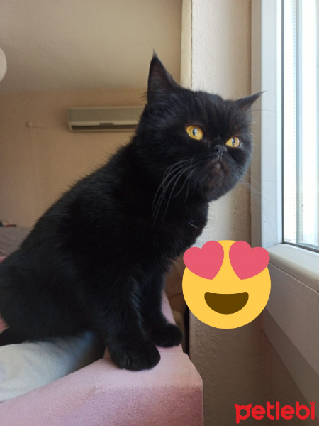 American Shorthair, Kedi  Sufle fotoğrafı