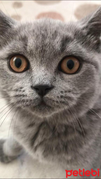 British Shorthair, Kedi  Cookie fotoğrafı