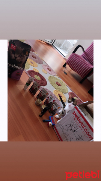 Tekir Kedi, Kedi  Haşmet fotoğrafı