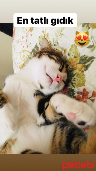 Tekir Kedi, Kedi  Haşmet fotoğrafı