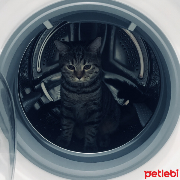 British Shorthair, Kedi  Behlül fotoğrafı