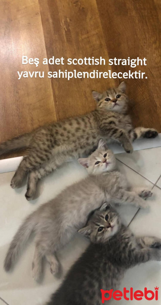 Scottish Fold, Kedi  Sevinçli,uslu,duman fotoğrafı
