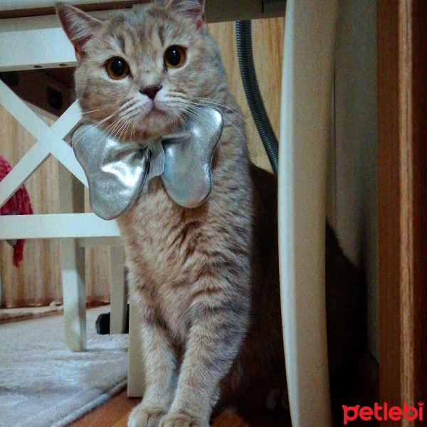 British Shorthair, Kedi  SALEM fotoğrafı