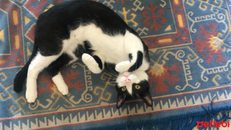 Tuxedo (Smokin) Kedi, Kedi  Zeytin fotoğrafı