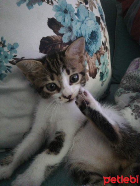 Tekir Kedi, Kedi  Biz boncuk diyoruz fotoğrafı