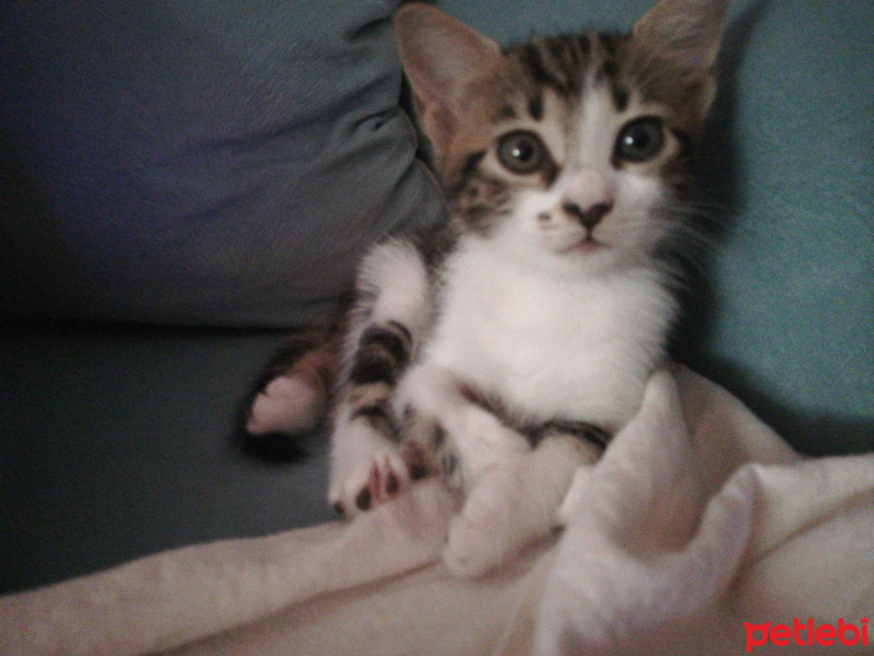 Tekir Kedi, Kedi  Biz boncuk diyoruz fotoğrafı