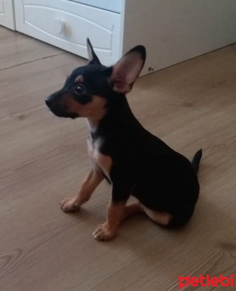 Minyatür Pinscher, Köpek  Palas fotoğrafı