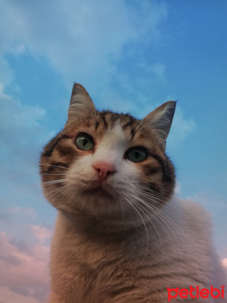 Tekir Kedi, Kedi  Pakize fotoğrafı