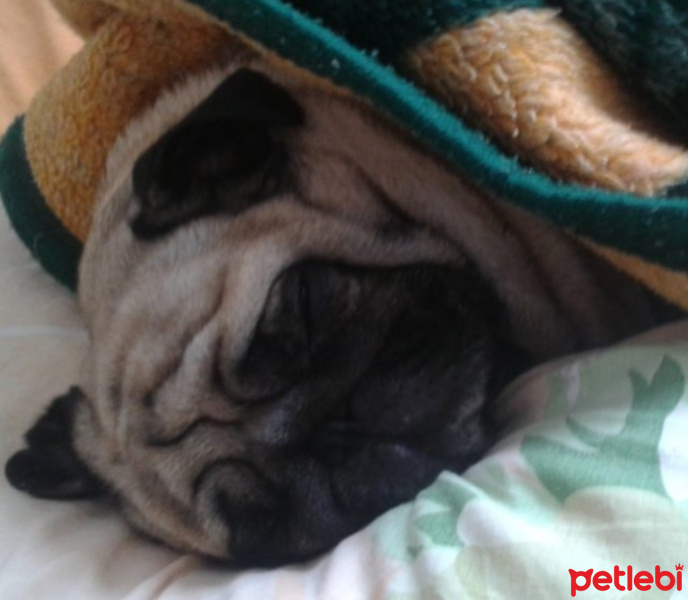Pug, Köpek  richie fotoğrafı