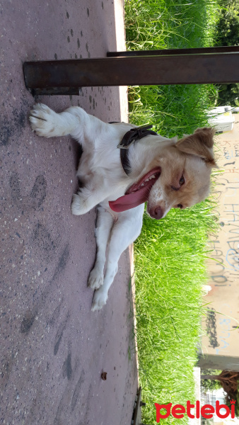 Pappilon, Köpek  Slinky fotoğrafı