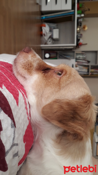 Pappilon, Köpek  Slinky fotoğrafı