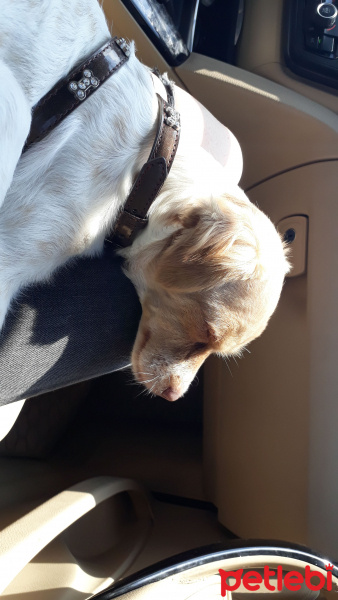 Pappilon, Köpek  Slinky fotoğrafı