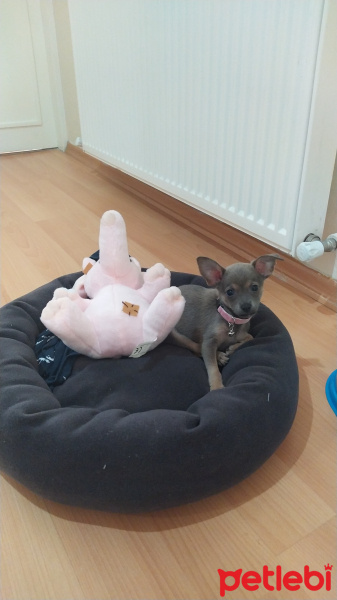 Chihuahua, Köpek  Alice fotoğrafı