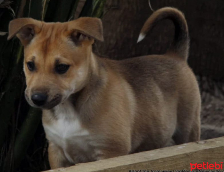 Akita İnu, Köpek  İsimsiz fotoğrafı