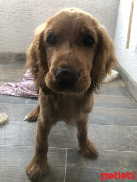 Amerikan Cocker Spaniel, Köpek  Bulut fotoğrafı
