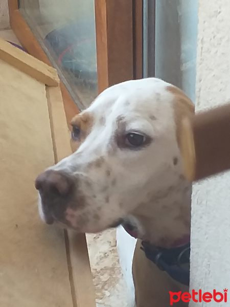 Pointer, Köpek  Meks fotoğrafı