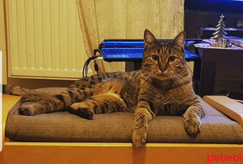 Tekir Kedi, Kedi  Şarlo fotoğrafı