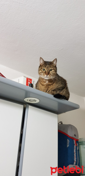 Tekir Kedi, Kedi  Şarlo fotoğrafı