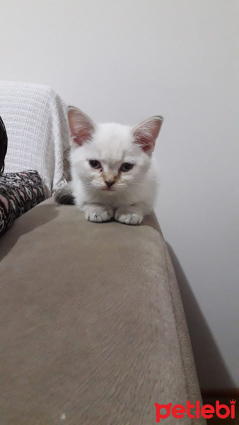 British Shorthair, Kedi  Pamuk fotoğrafı