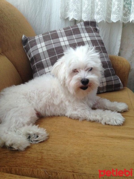Maltese, Köpek  Dost fotoğrafı