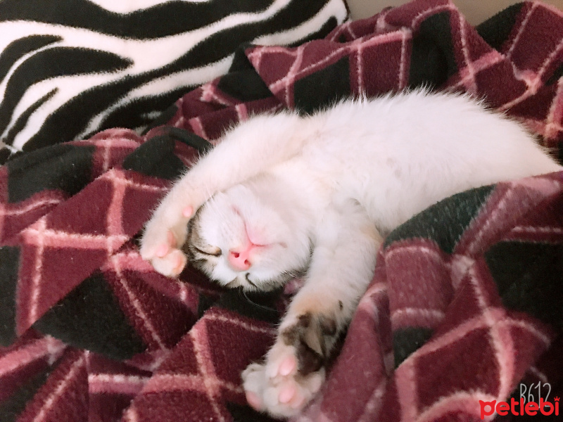 Ankara Kedisi, Kedi  Bal fotoğrafı