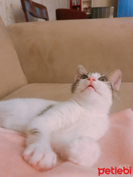 Ankara Kedisi, Kedi  Bal fotoğrafı