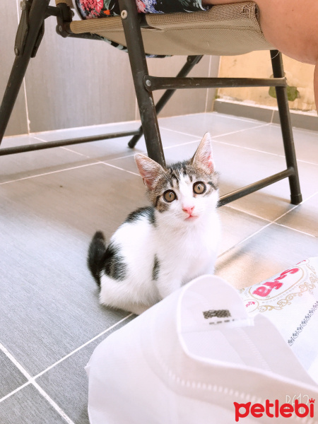 Ankara Kedisi, Kedi  Bal fotoğrafı