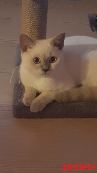 British Shorthair, Kedi  Lokum fotoğrafı