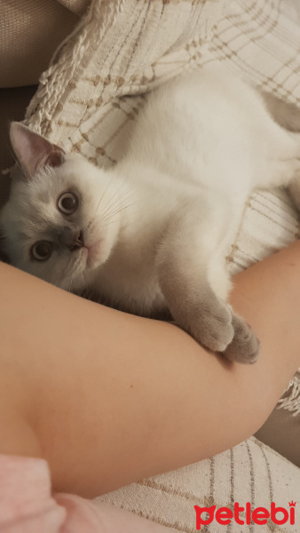 British Shorthair, Kedi  Lokum fotoğrafı
