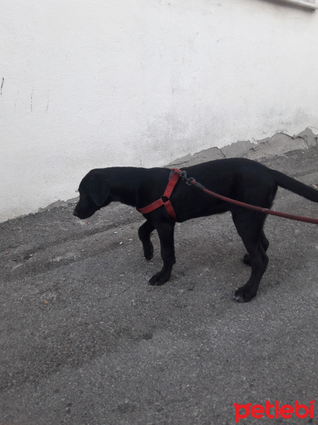Labrador Retriever, Köpek  Zeus fotoğrafı