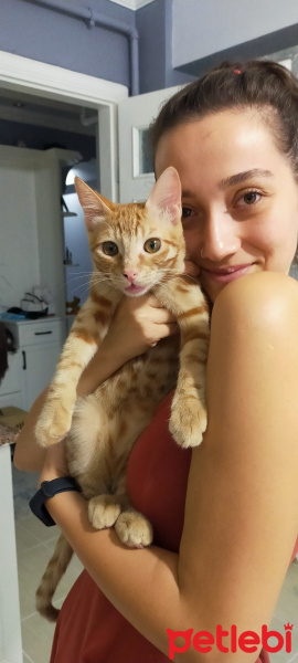 Tekir Kedi, Kedi  Mars fotoğrafı