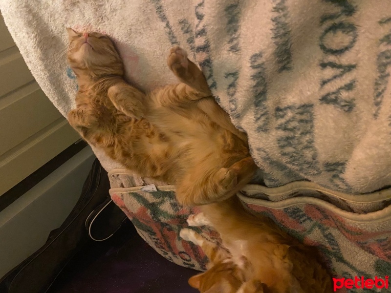 Tekir Kedi, Kedi  Mars fotoğrafı