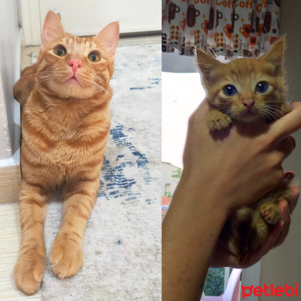 Tekir Kedi, Kedi  Mars fotoğrafı