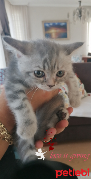 British Shorthair, Kedi  MİA fotoğrafı