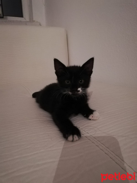 Tekir Kedi, Kedi  Sokrat fotoğrafı