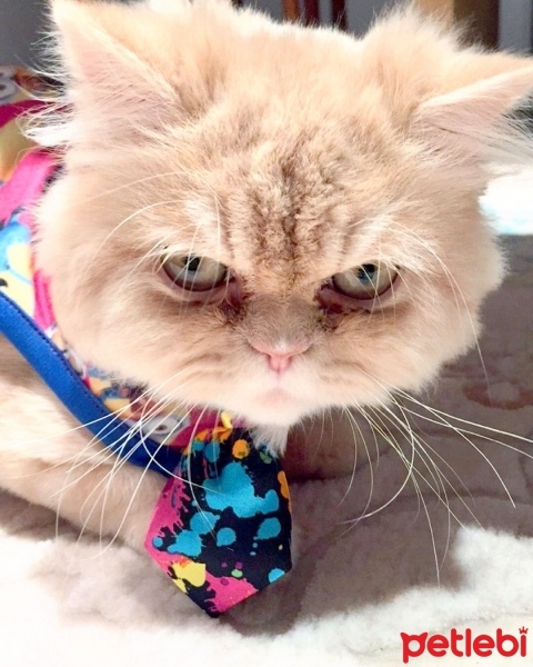 İran Kedisi (Persian), Kedi  Uras fotoğrafı