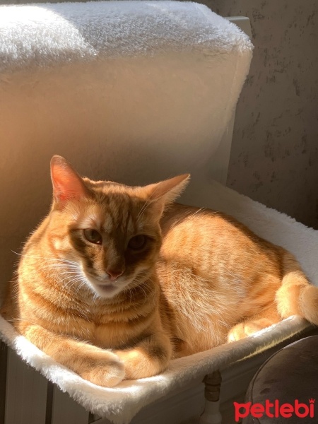 Sarman, Kedi  Behlül fotoğrafı